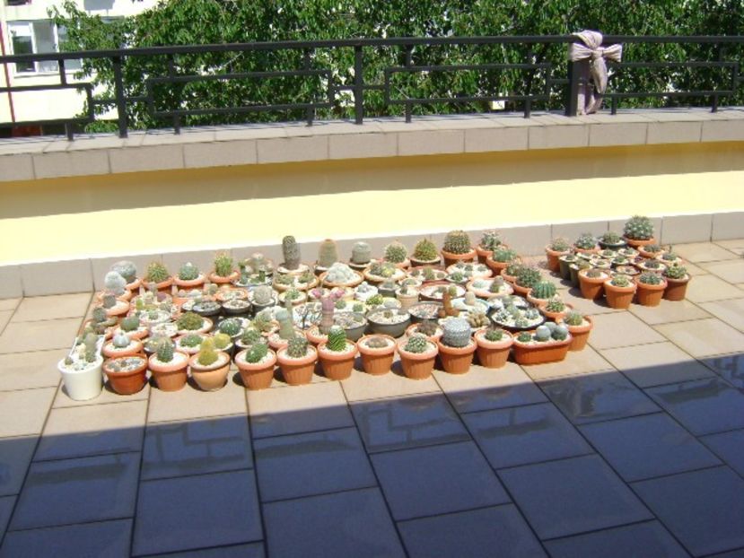 Cactusii la soare pe terasa - Cactusi 2018 bis