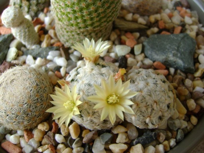 Mammillaria duwei - Cactusi 2018 bis