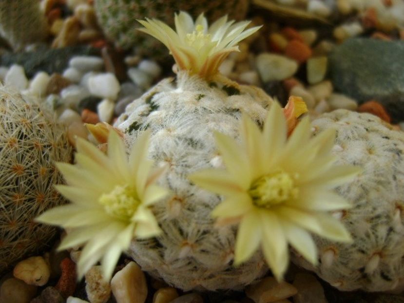 Mammillaria duwei - Cactusi 2018 bis