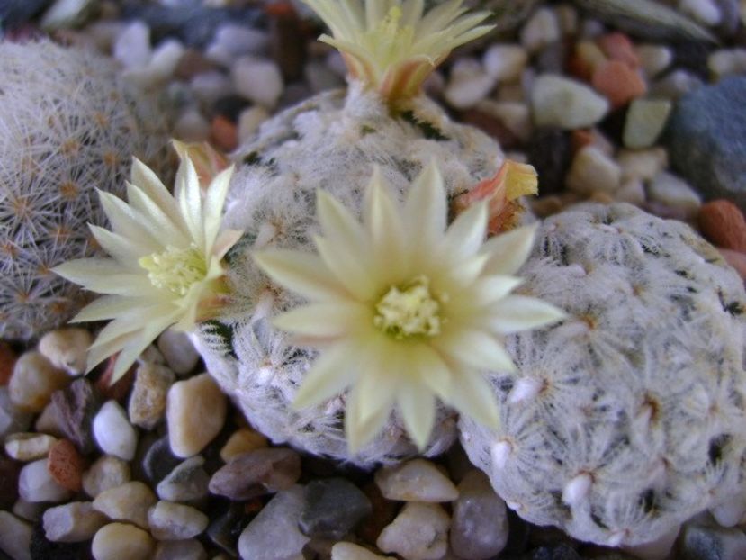 Mammillaria duwei - Cactusi 2018 bis