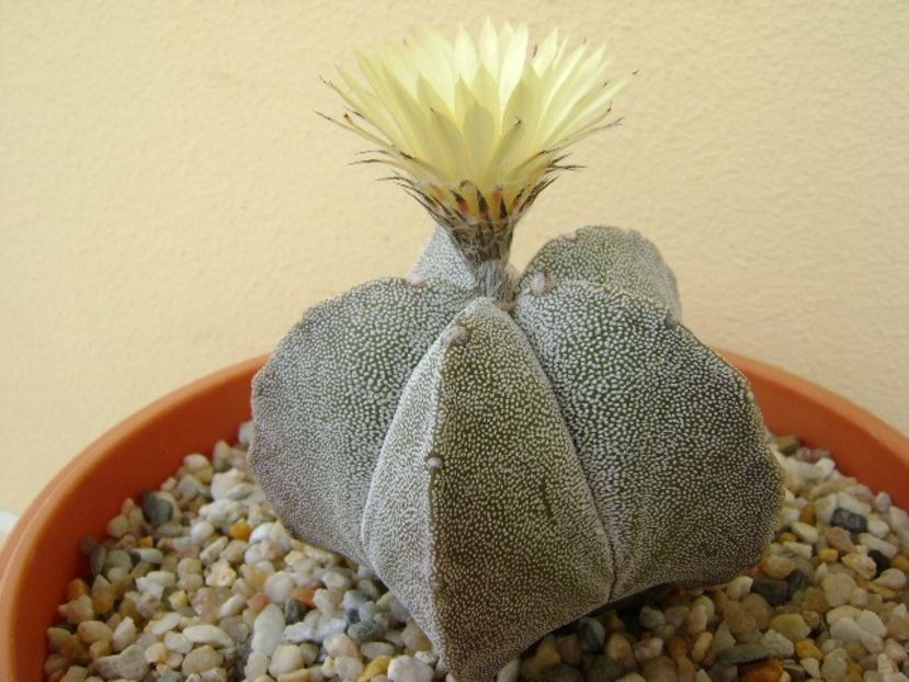 Astrophytum coahuilense - Cactusi 2018 bis