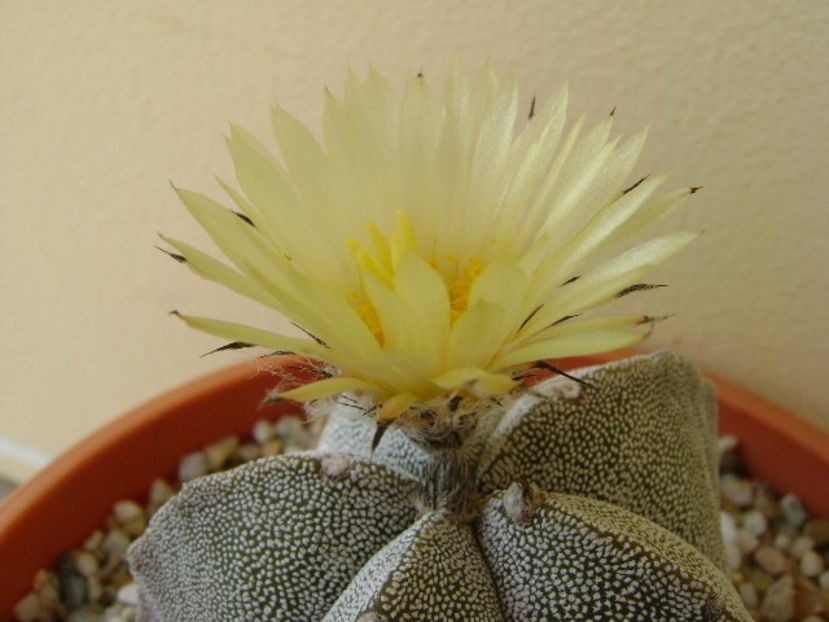 Astrophytum coahuilense - Cactusi 2018 bis