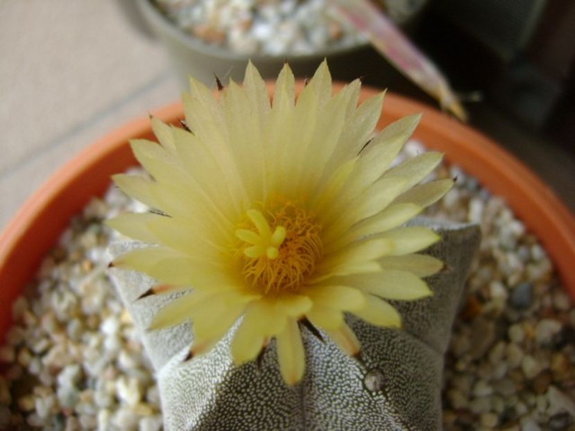 Astrophytum coahuilense - Cactusi 2018 bis