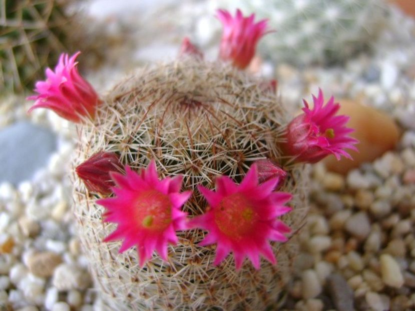 Mammillaria haageana - Cactusi 2018 bis