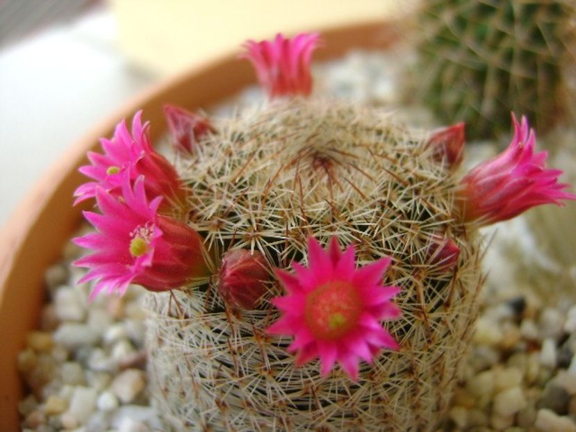 Mammillaria haageana - Cactusi 2018 bis