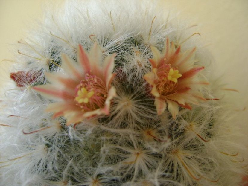 Mammillaria bocasana multilanata - Cactusi 2018 bis