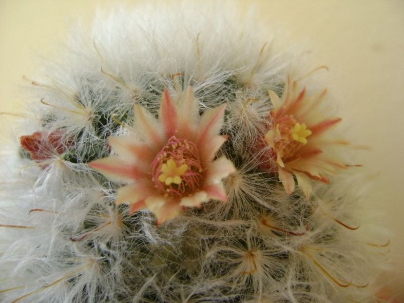Mammillaria bocasana multilanata - Cactusi 2018 bis