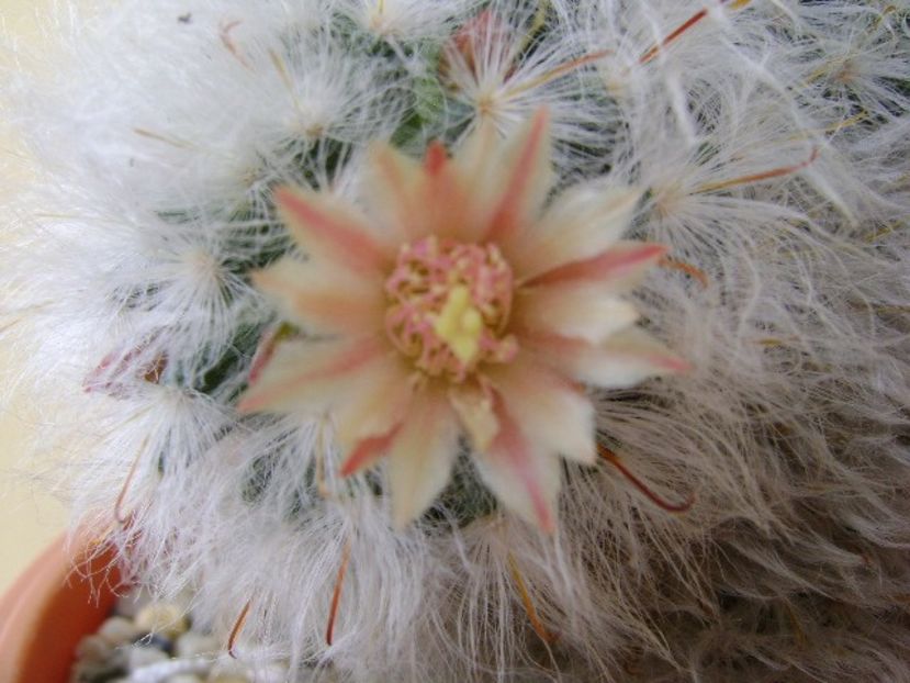 Mammillaria bocasana multilanata - Cactusi 2018 bis