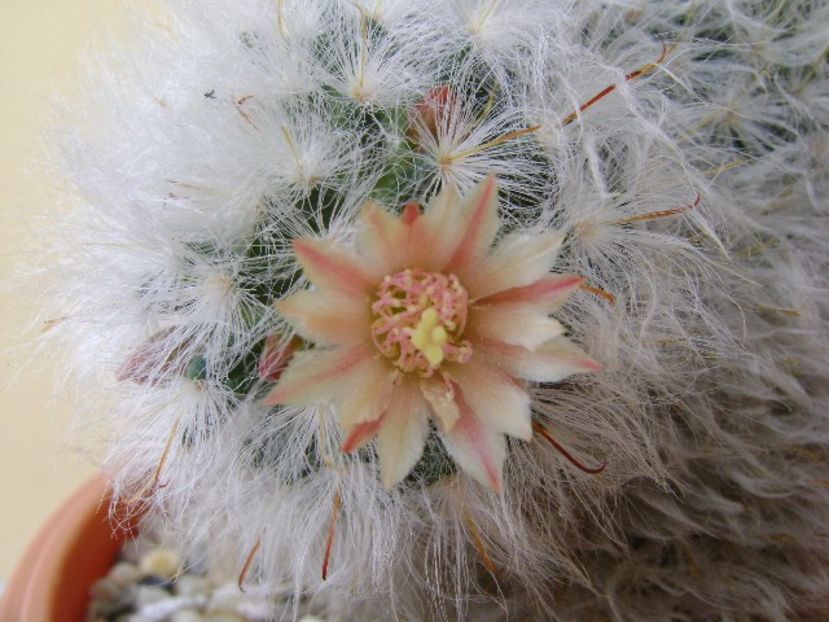 Mammillaria bocasana multilanata - Cactusi 2018 bis