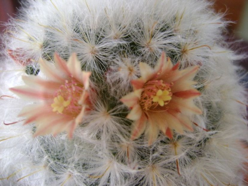 Mammillaria bocasana multilanata - Cactusi 2018 bis