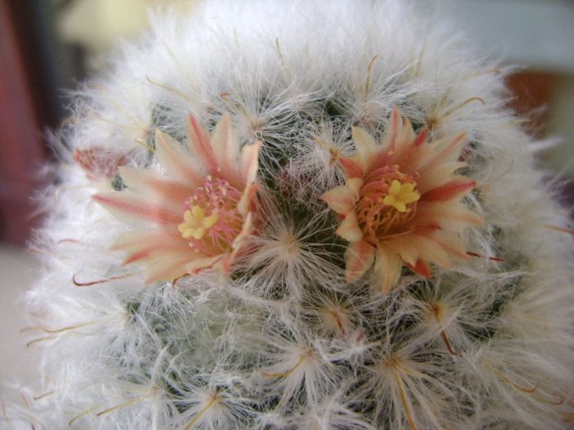 Mammillaria bocasana multilanata - Cactusi 2018 bis
