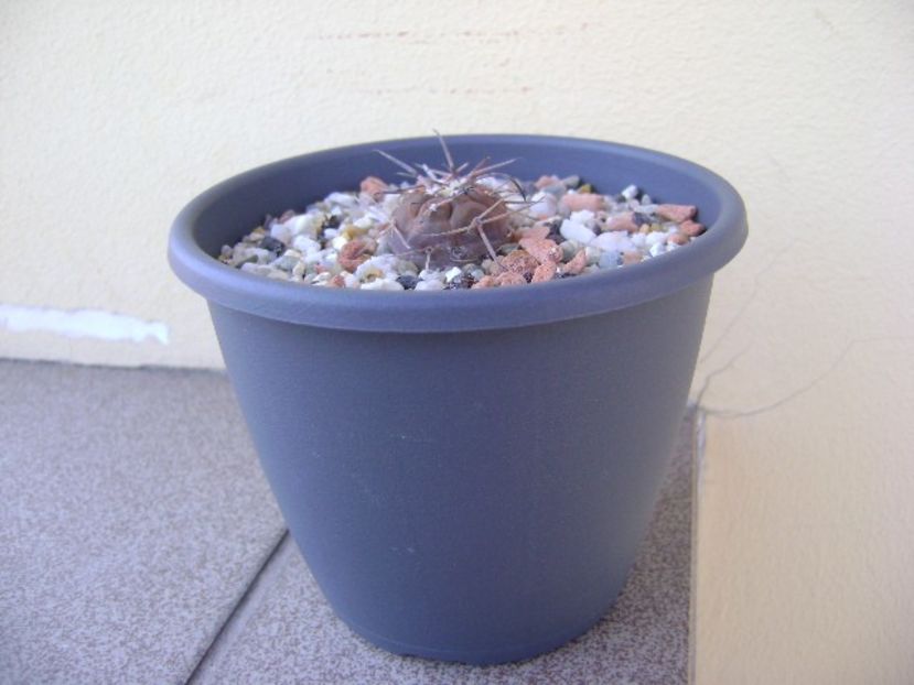 Gymnocalycium spegazzinii v. sarkae, KP54 San Felipe, AG - Cactusi 2018 Gymnocalycium