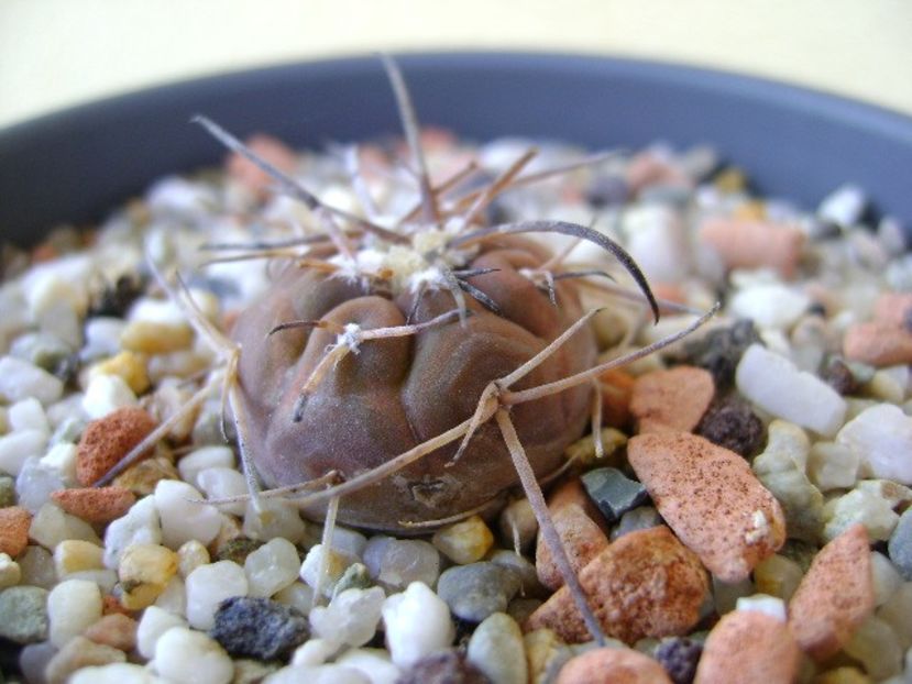 Gymnocalycium spegazzinii v. sarkae, KP54 San Felipe, AG - Cactusi 2018 Gymnocalycium