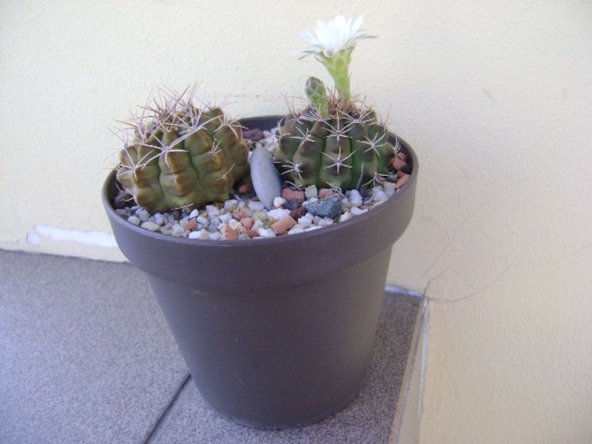 Gymnocalycium damsii v. tucavocense, 2 ex. - Cactusi 2018 Gymnocalycium