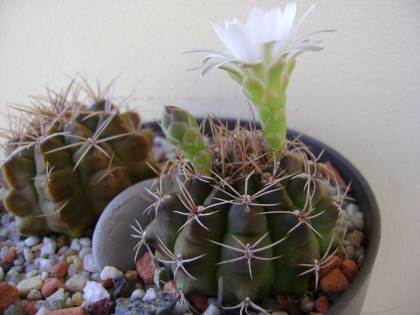 Gymnocalycium damsii v. tucavocense, 2 ex. - Cactusi 2018 Gymnocalycium