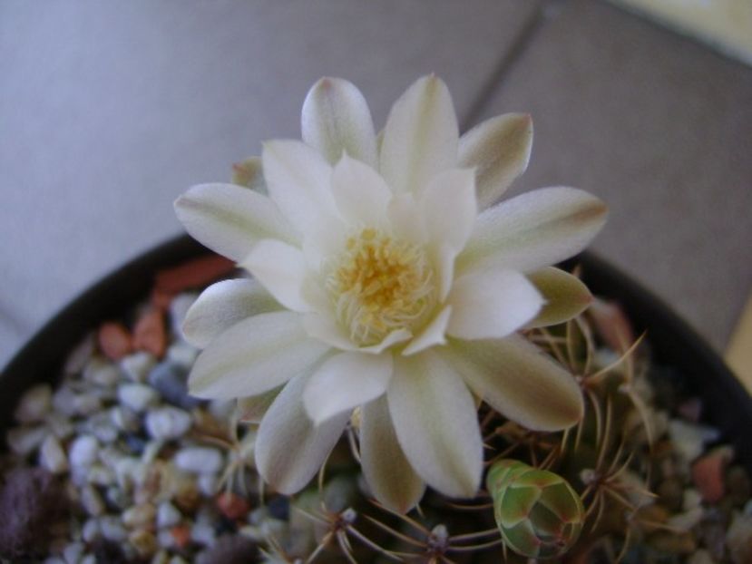 Gymnocalycium damsii v. tucavocense, 2 ex. - Cactusi 2018 Gymnocalycium
