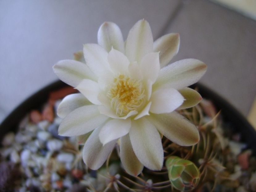 Gymnocalycium damsii v. tucavocense, 2 ex. - Cactusi 2018 Gymnocalycium
