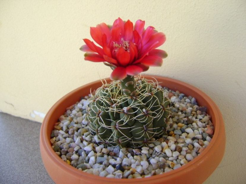 Gymnocalycium baldianum nr.1 - Cactusi 2018 Gymnocalycium