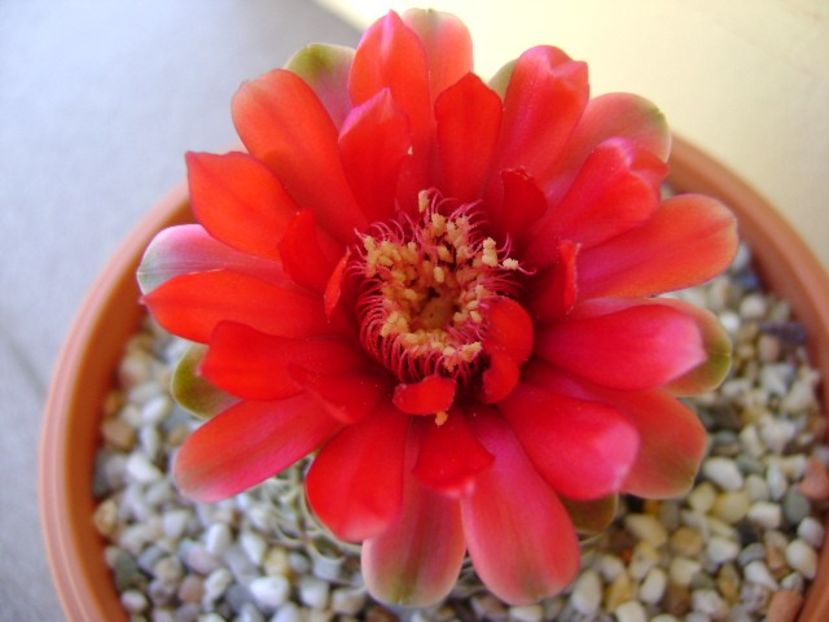Gymnocalycium baldianum nr.1 - Cactusi 2018 Gymnocalycium