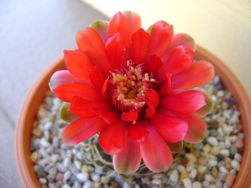 Gymnocalycium baldianum nr.1 - Cactusi 2018 Gymnocalycium
