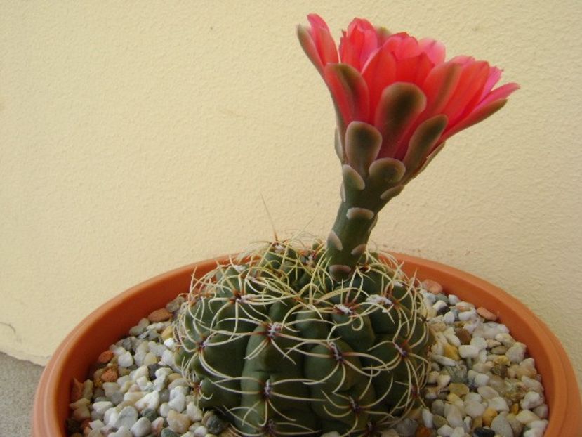 Gymnocalycium baldianum nr.1 - Cactusi 2018 Gymnocalycium