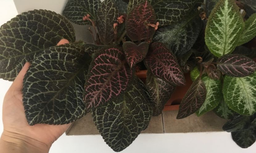  - Episcia