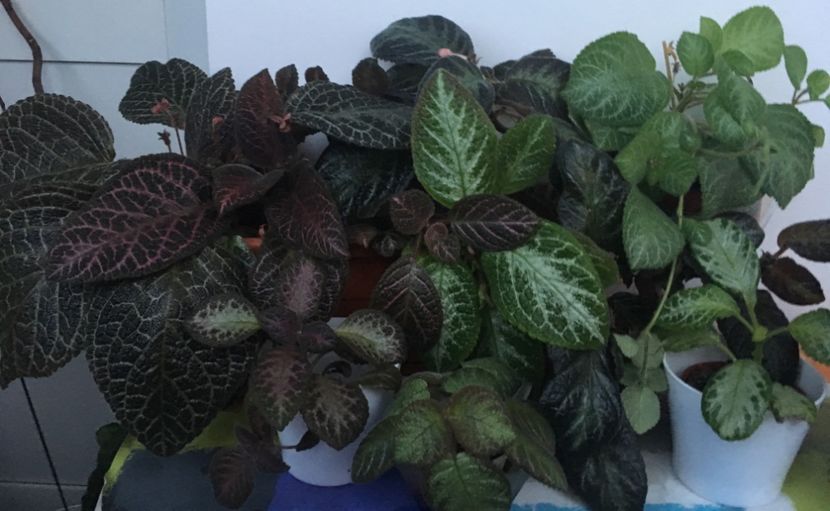  - Episcia