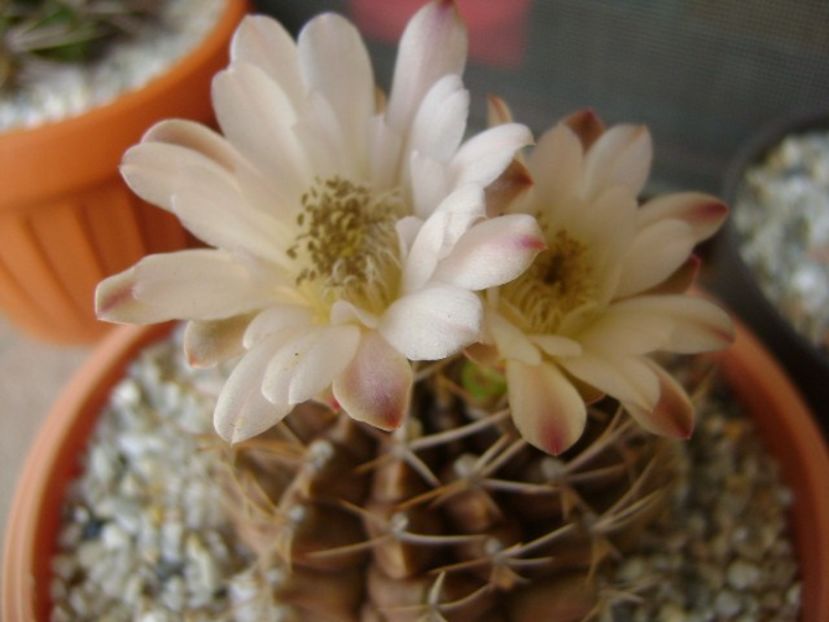 Gymnocalycium mihanovichii - Cactusi 2018 Gymnocalycium
