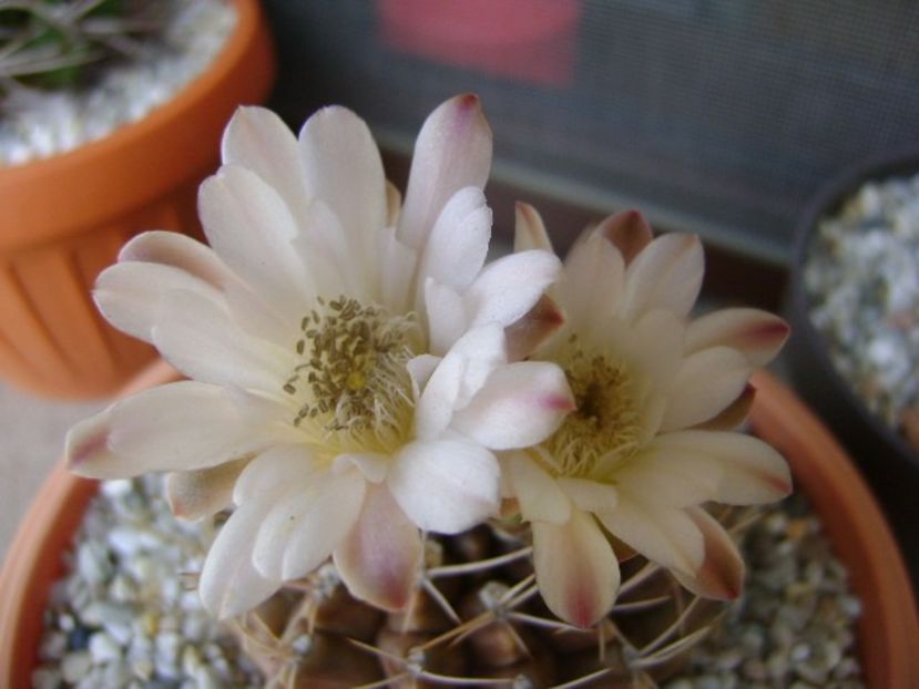 Gymnocalycium mihanovichii - Cactusi 2018 Gymnocalycium