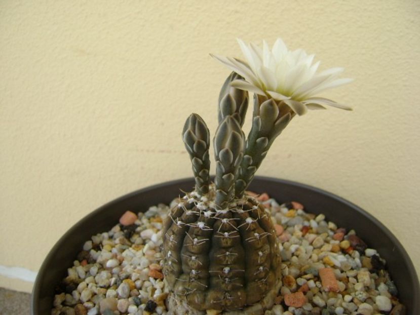 Gymnocacalycium ragonesei - Cactusi 2018 Gymnocalycium