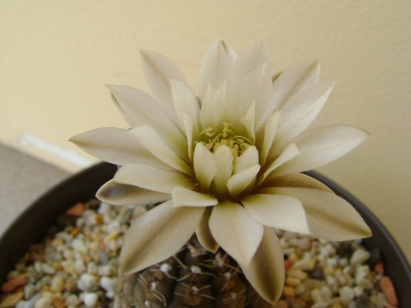 Gymnocacalycium ragonesei - Cactusi 2018 Gymnocalycium
