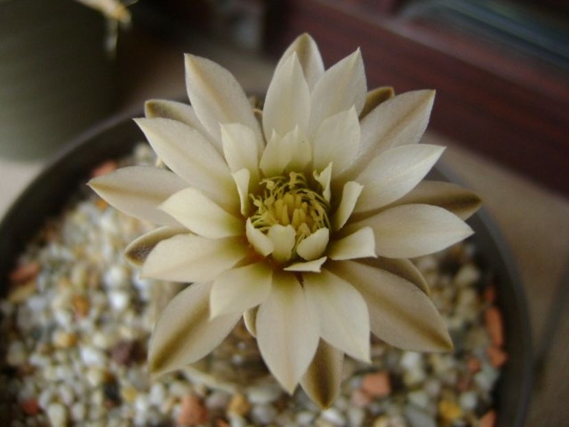 Gymnocacalycium ragonesei - Cactusi 2018 Gymnocalycium