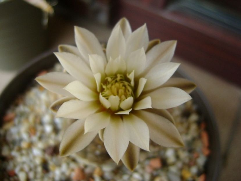 Gymnocacalycium ragonesei - Cactusi 2018 Gymnocalycium