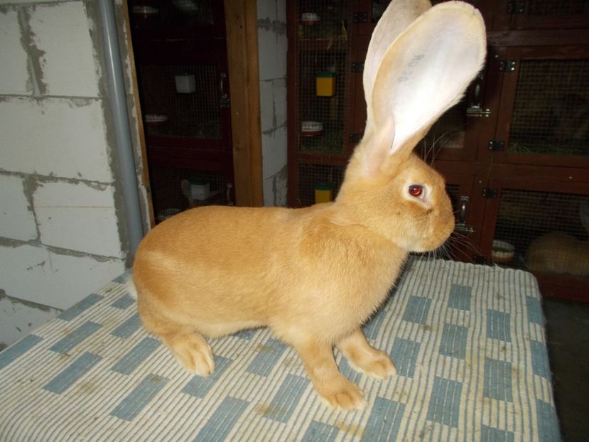 4 luni - NR 3 MASCUL