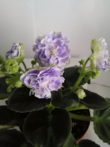 RS Aquamarin - 1-A- Violete 2018