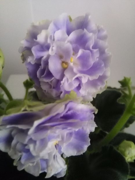  - 1-A- Violete 2018