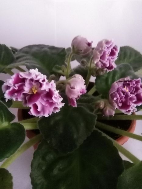 RS Gercoginia - 1-A- Violete 2018