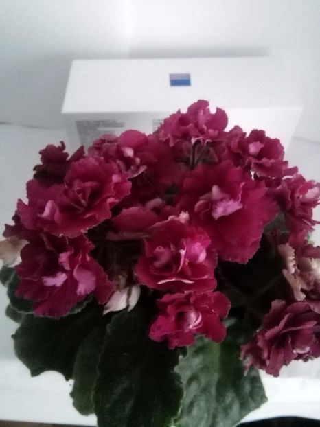 Ness Antique Red - 1-A- Violete 2018