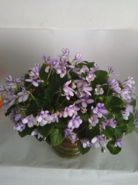 Rob s Humpty Doo - 1-A- Violete 2018