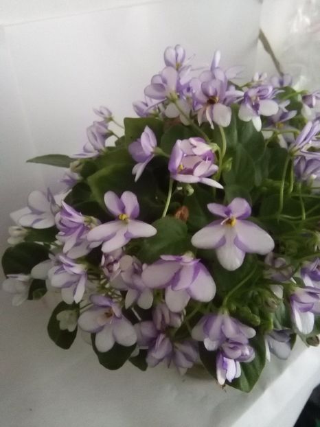  - 1-A- Violete 2018