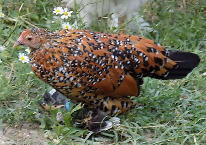  - 04B-MII DE FLORI PORTELAN 2018