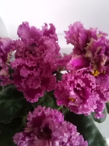  - 1-A- Violete 2018