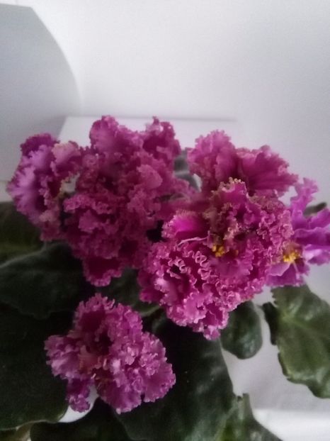 RS Faraon - 1-A- Violete 2018
