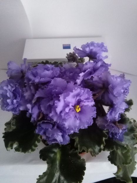 Le Marina - 1-A- Violete 2018