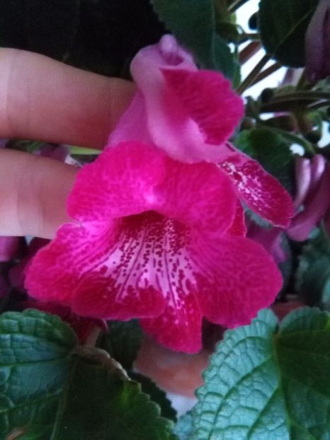 Isa s Gorgeus - 1-Sinningii 2018