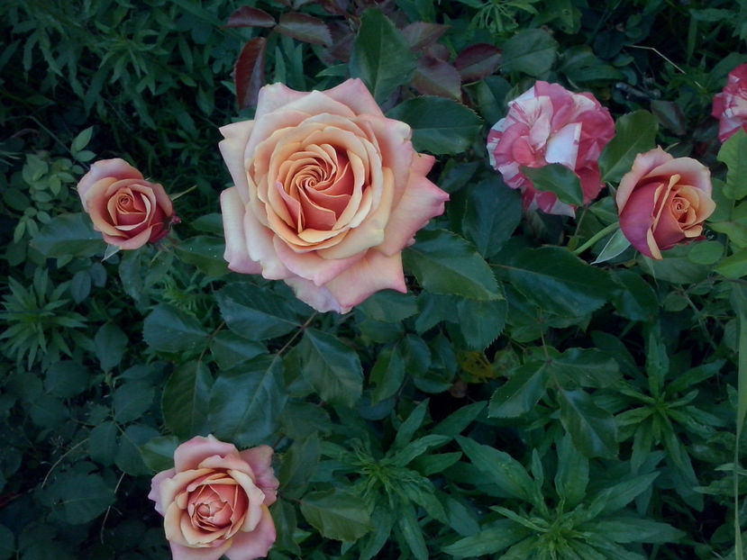 Cherry Brandy - Trandafiri 2018- V