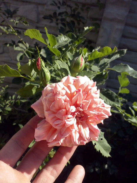 Aloha- Kordes - Trandafiri 2018- V