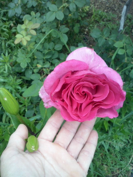 CAM02313 - Trandafiri 2018- V