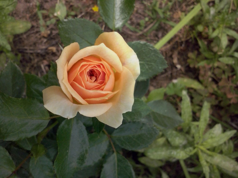 Garden of Roses - Trandafiri 2018- V