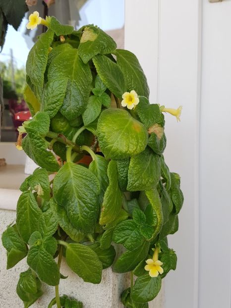  - Alte plante de interior